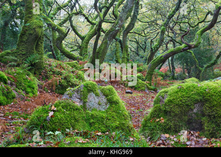 Moos bedeckt Bäume in Dewerstone Holz, Devon Stockfoto