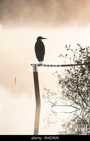 Silhouette der Graureiher Ardea cinerea, auf eine Post mit Blick auf einem nebligen See in der Morgendämmerung gehockt Stockfoto