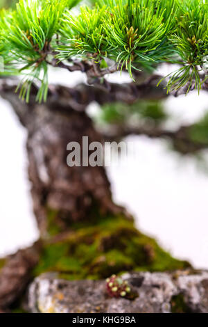 Nahaufnahme einer Kiefer Bonsai Baum mit grünen Nadeln im Hochformat Stockfoto