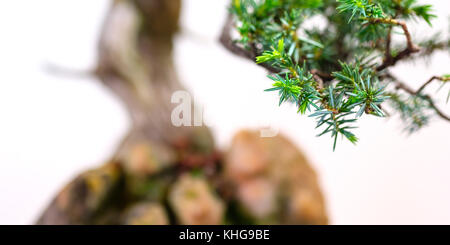 Nahaufnahme der Nadeln einer Juniper Bonsai Baum im Panorama Format Stockfoto