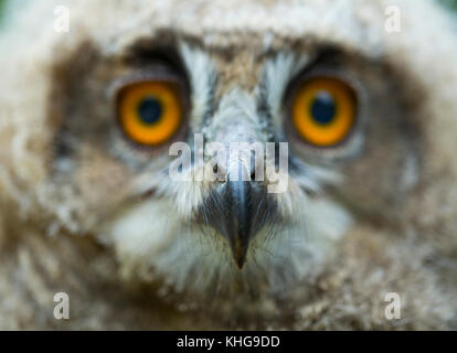 Junge eurasische Eule (Bubo bubo) Stockfoto