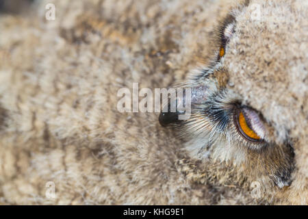Junge eurasische Eule (Bubo bubo) Stockfoto