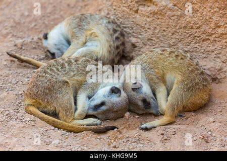 Schlafen. Erdmännchen oder surikat (Suricata suricatta) Stockfoto