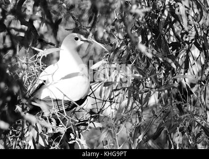 Pied imperial Pigeon (ducula bicolor) in den Prozess der Gebäude ein Nest, Sheriff Park, Ross River, Townsville, Queensland, Australien Stockfoto