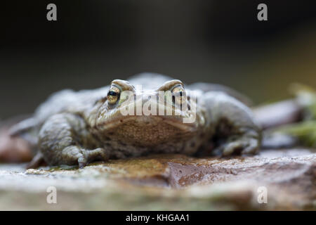 Grasfrosch Rana temporaria extreme Nahaufnahme Gesicht auf Stockfoto