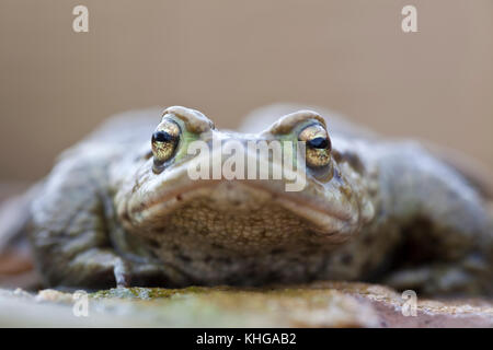Grasfrosch Rana temporaria extreme Nahaufnahme Gesicht auf Stockfoto