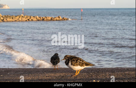 Sidmouth, Devon, 17. Nov 17 Turnstones Nutzen Sie einen sonnigen Nachmittag auf der Esplanade in Sidmouth, an der Küste von Devon. Stockfoto