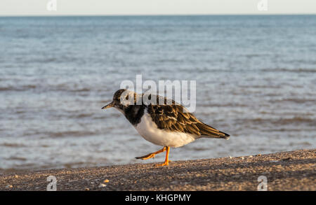 Sidmouth, Devon, 17. Nov 17 Turnstones Nutzen Sie einen sonnigen Nachmittag auf der Esplanade in Sidmouth, an der Küste von Devon. Stockfoto