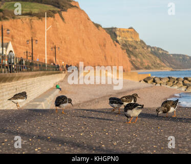 Sidmouth, Devon, 17. Nov 17 Turnstones Nutzen Sie einen sonnigen Nachmittag auf der Esplanade in Sidmouth, an der Küste von Devon. Stockfoto