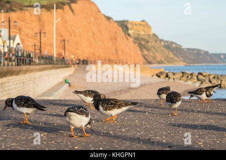 Sidmouth, Devon, 17. Nov 17 Turnstones Nutzen Sie einen sonnigen Nachmittag auf der Esplanade in Sidmouth, an der Küste von Devon. Stockfoto