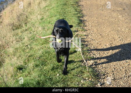 Hampshire, UK. 17. Nov, 2017. Vögeln, Tieren und Menschen genießen Sie schöne Herbstwetter in Lymington und keyhaven Sümpfe lokale Naturschutzgebiet. Hampshire, UK. 17. November 2017. Credit: ajit Wick/alamy leben Nachrichten Stockfoto