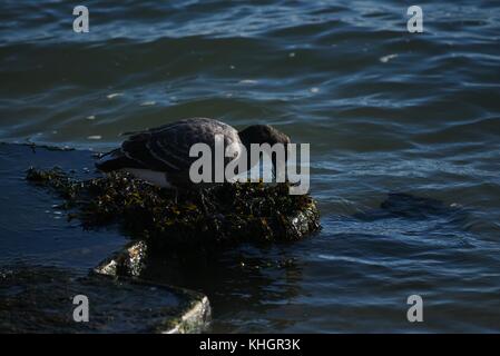 Hampshire, UK. 17. Nov, 2017. Vögeln, Tieren und Menschen genießen Sie schöne Herbstwetter in Lymington und keyhaven Sümpfe lokale Naturschutzgebiet. Hampshire, UK. 17. November 2017. Credit: ajit Wick/alamy leben Nachrichten Stockfoto