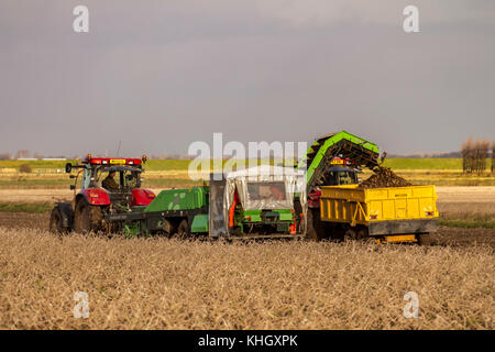 Kartoffelernte in Tarleton, Lancashire. Wetter in Großbritannien November 2017. Feiner sonniger Start in den Tag und gute Bedingungen für die Kartoffelernte mit einem dominanten Mähdrescher 3000 und einem roten Traktor 2013 Case IH. Gutschrift. MediaWorldImages/AlamyLiveNews Stockfoto