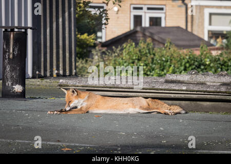 Tottenham, London, Großbritannien 19. November 2017. Ein Stadtfuchs saugt an einem sonnigen Sonntagnachmittag in Tottenham die Sonne auf einem Dach auf. Quelle: Patricia Phillips/ Alamy Live News Stockfoto