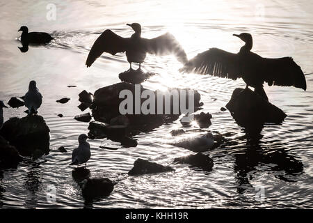 London, Großbritannien. 19 Nov, 2017. UK Wetter: Zwei Kormorane trocknen Ihre Flügel im Winter Morgensonne auf Kanada Wasser Süßwasser-See, Teil der Wildlife Refuge in Rotherhithe in den Docklands im Südosten Londons. Credit: Guy Corbishley/Alamy leben Nachrichten Stockfoto