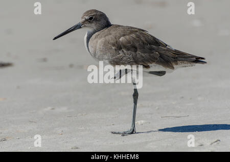 Willett, eine mittelgroße waten Vogel, ruht auf einem Bein Stockfoto