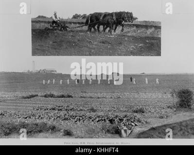 2 392573 Feld Schleifring auf St. Helena Insel, 1911 Stockfoto