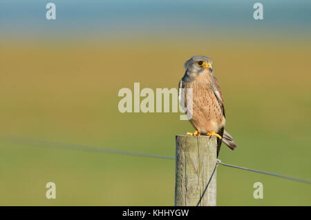 Ein männlicher Turmfalke (Falco tinnunculus) mit Blut auf seinem Schnabel thront auf einem Zaunpfosten, nach der Jagd, Norfolk, England, Großbritannien Stockfoto