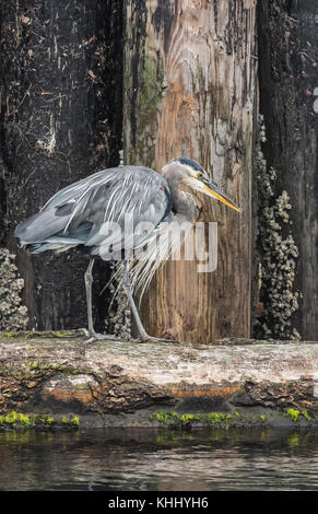 Die langen Federn von der Great Blue Heron sind auf dem Display wie der Vogel, der wachsam nach Beute, steht auf einem Baumstamm neben Barnacle - verkrustete Pilings. Stockfoto