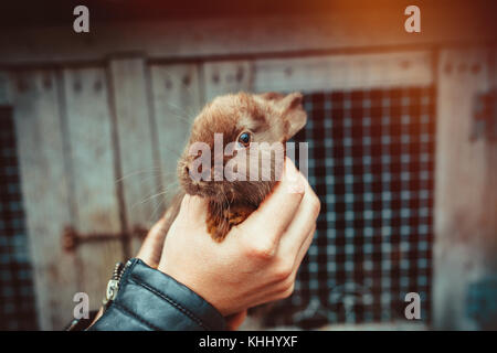 Baby Häschen in der Hand Stockfoto