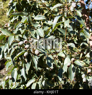 Große grüne Gummi Muttern der australischen Eukalyptus Arten Gum Tree im späten Winter sind dekorativ und ungewöhnliche, die Samen keimen, wenn trocken. Stockfoto