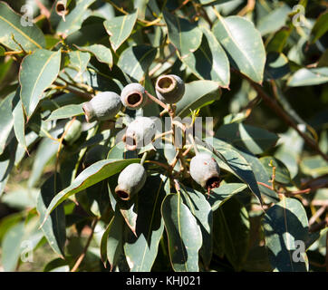 Große grüne Gummi Muttern der australischen Eukalyptus Arten Gum Tree im späten Winter sind dekorativ und ungewöhnliche, die Samen keimen, wenn trocken. Stockfoto