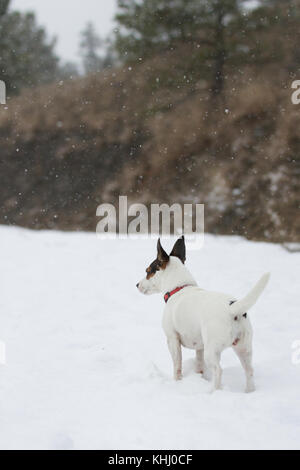 Meistens weiß Jack Russell Terrier Hund stehend auf einem schneebedeckten Weg während einer Schneefall. Stockfoto