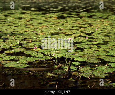 Mertens' Wasser Monitor (Varanus mertensi) Schwimmen im Vordergrund unter Seerosen (Nymphaea sp.). Lawn Hill National Park (Boodjamulla), Queensland Stockfoto