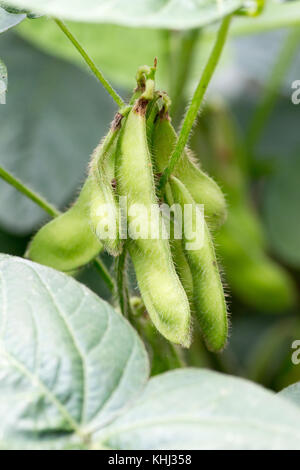 Edamame Bohnen auf Bauernhof im Sommer Stockfoto