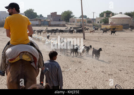 Kamel trekking, Indien Stockfoto