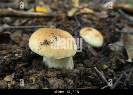 Pilze im Wald Stockfoto