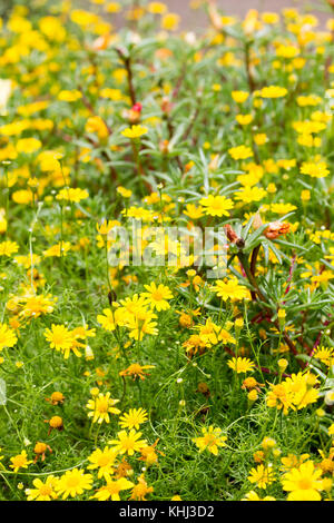 Dahlberg Daisy in voller Blüte Stockfoto