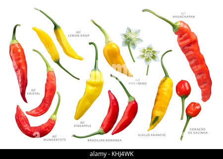 Aji Chile Pfeffer (Capsicum baccatum) Sammlung. Beschneidungspfade für jede Stockfoto