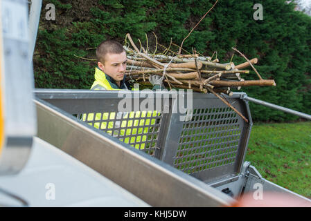 Arbeiter setzen Baum verzweigt sich in seinem Lkw Stockfoto