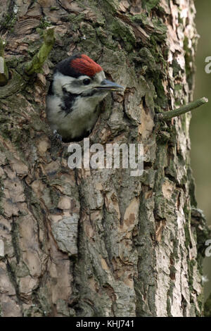 Größer/Buntspecht (Dendrocopos major), Chick, Jung, jugendlich, gerade aus dem Nest hole, Warten auf Essen, Europa. Stockfoto