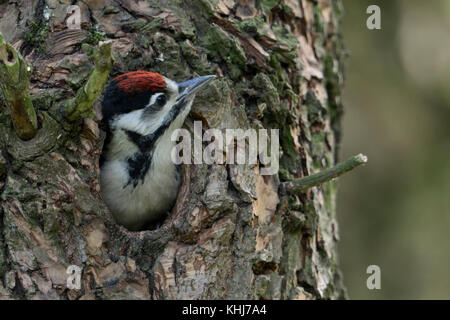 Größer/Buntspecht (Dendrocopos major), Chick, Jung, jugendlich, gerade aus dem Nest Loch und wartet auf seine Mama, Europa. Stockfoto