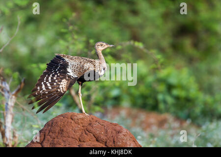 Red-Crested Großtrappen im Krüger Nationalpark, Südafrika; specie lophotis ruficrista Familie von otididae Stockfoto