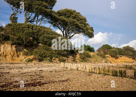 Steineichen auf der Klippe mit hölzernen Buhnen helfen Küstenerosion in Lepe Country Park, Küste und Strand, New Forest, Hampshire zu verhindern Stockfoto