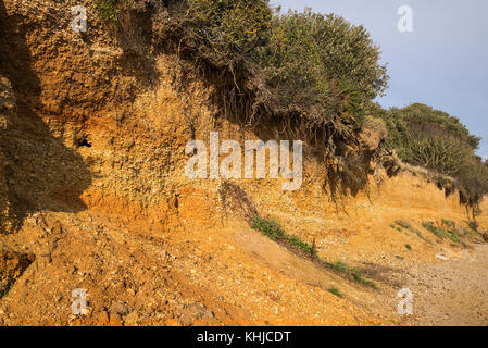 Cliff Erosion bei Lepe Country Park, Küste und Strand, New Forest, Hampshire, Großbritannien Stockfoto