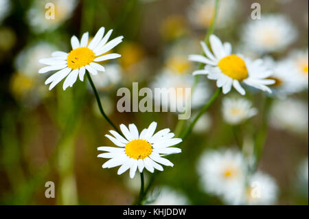 Kamille Blumen auf der Wiese, closeup Detail Stockfoto