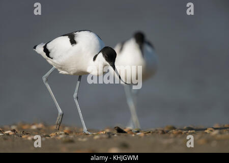 Pied Avocet ( Recurvirostra avosetta ), Wattenvogel, Paar, Paar, das Wasser verlassen, Wandern auf einer Muschelbank, typischer Lebensraum, wattenmeer, Europa. Stockfoto