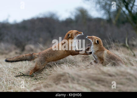 Red Foxes (Vulpes vulpes), zwei Erwachsene in aggressiven kämpfen, kämpfen, droht mit weit geöffnetem Rachen, Angriff auf einander, Wildlife, Europa. Stockfoto