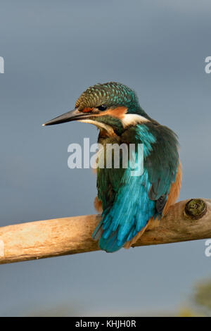 Eisvögel (alcedo atthis), auf einem Ast über dem Wasser in Nizza Lichtpunkt gehockt, Uhren beiseite, Rückseite, bunte Gefieder, Europa Stockfoto