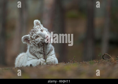 Der Königliche Bengaltiger ( Panthera tigris ), Jungtier, Kätzchen, liegt auf dem Boden eines Waldes, spielt mit, beißt auf einem Holzstab, sieht niedlich aus. Stockfoto