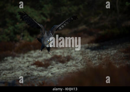 Bartkauz/bartkauz (Strix Nebulosa) fliegen, in der Jagd Flug, knapp über dem Boden, im Herbst, herbstliche Farben in der borealen Zone. Stockfoto