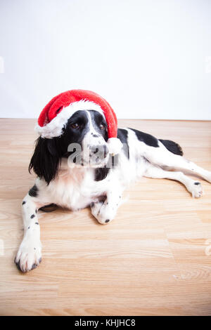 English Springer Spaniel In Mütze Stockfoto