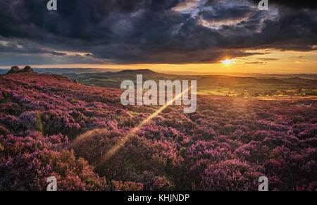 Einen malerischen Sonnenuntergang über britische Hochland in blühenden Heidekraut Blumen Stockfoto