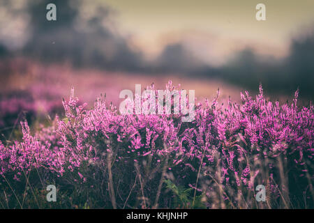 Blühende Heidekraut Blumen auf Britische Hochland Stockfoto