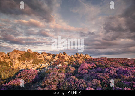 Blühende Heidekraut Blüten an der Spitze der felsigen Gipfel Stockfoto