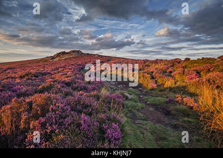 Berg Weg unter den blühenden Heidekraut Blumen im Abendlicht Stockfoto